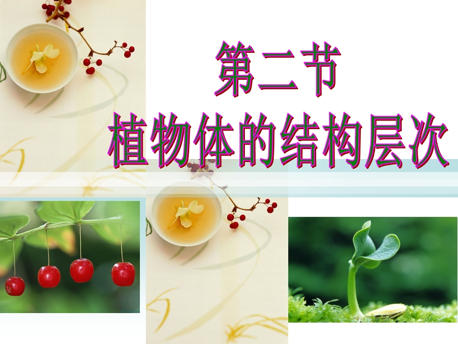 植物体的结构层次讲课课件.ppt_第3页