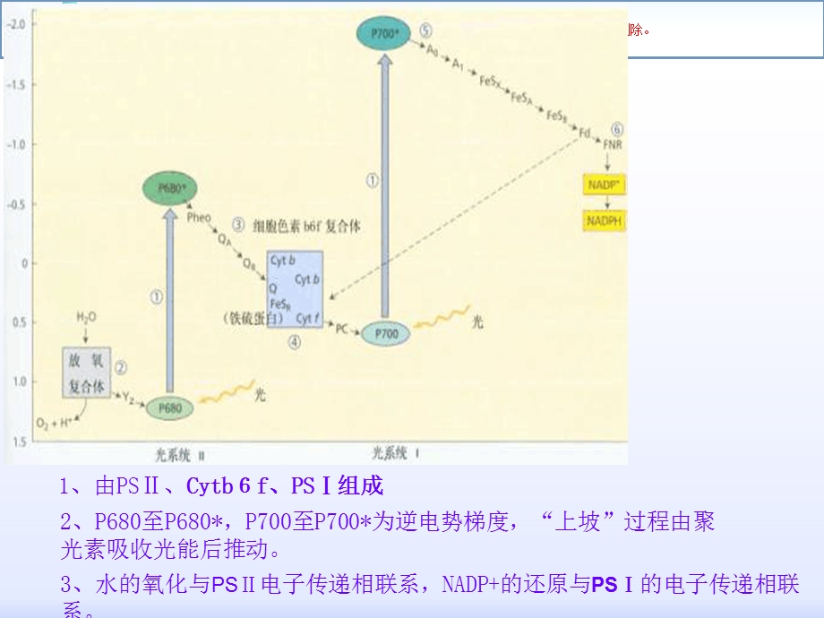 植物生理学光合电子传递ppt课件.ppt_第2页