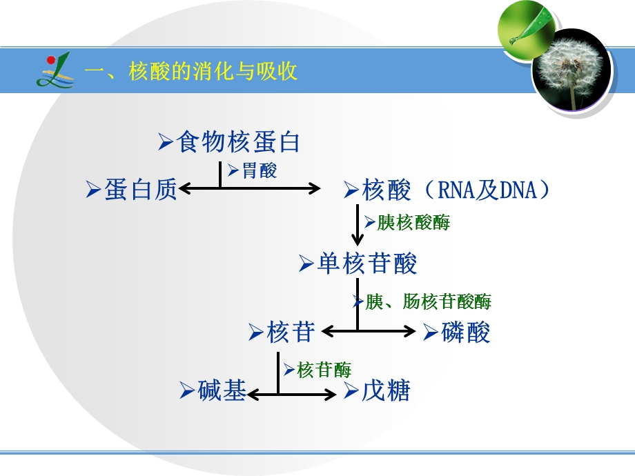 核酸的合成与蛋白质的生合成课件.ppt_第2页