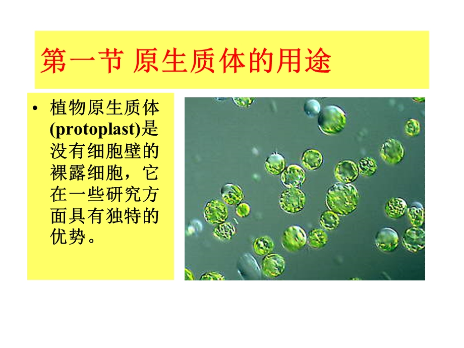 植物原生质体培养课件.ppt_第2页