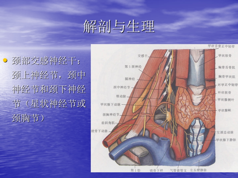 星状神经节阻滞PPT讲稿课件.ppt_第3页