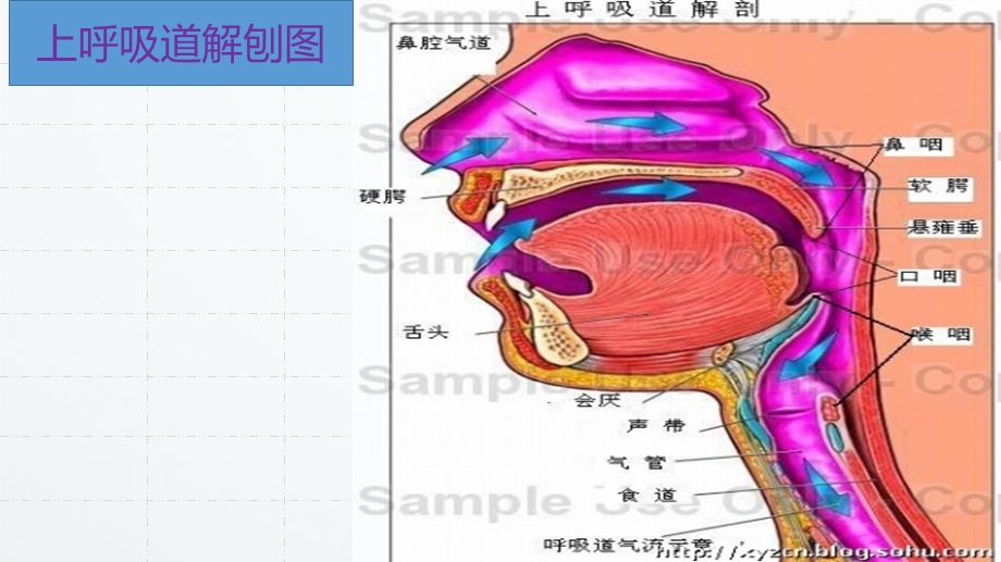 急诊患者气道管理课件.pptx_第3页