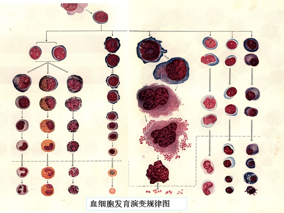 正常血细胞形态学检测实验课件.pptx_第2页