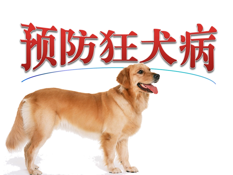 小学四年级心理健康教育预防狂犬病课件.pptx_第2页