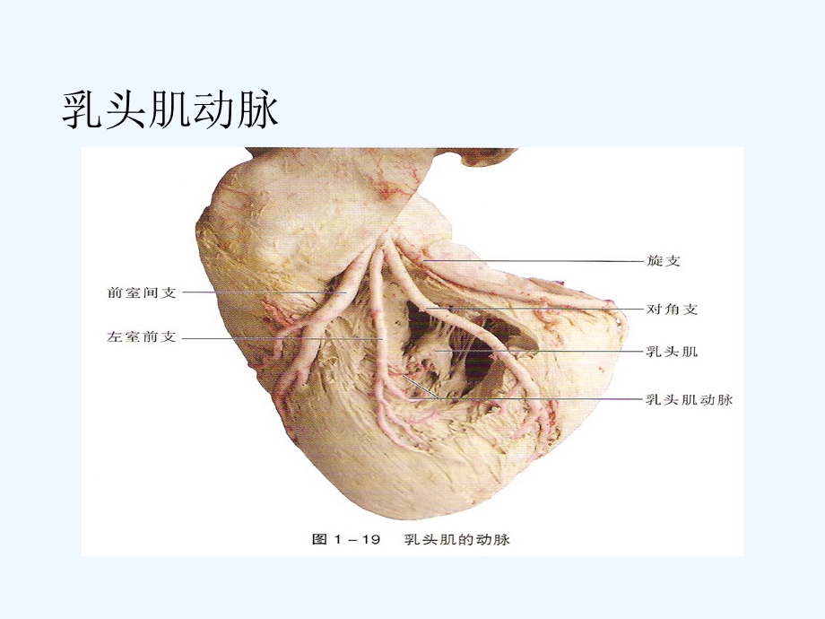 急性心肌梗死的PCI治疗可修改版课件.ppt_第3页