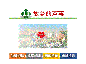 故乡的的芦苇课件.ppt