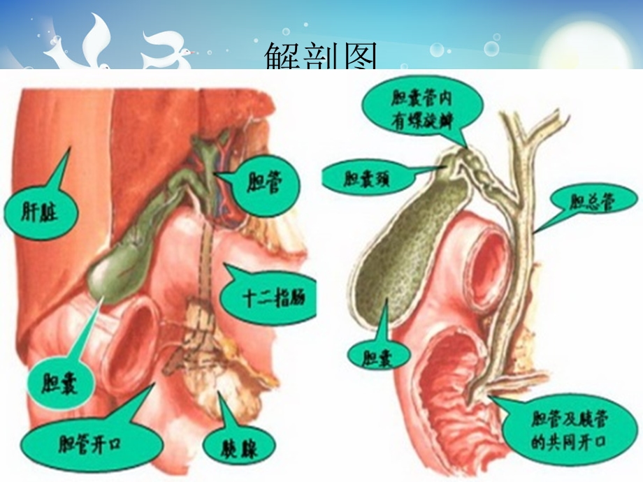 急性梗阻性化脓性胆管炎的护理ppt课件.ppt_第2页