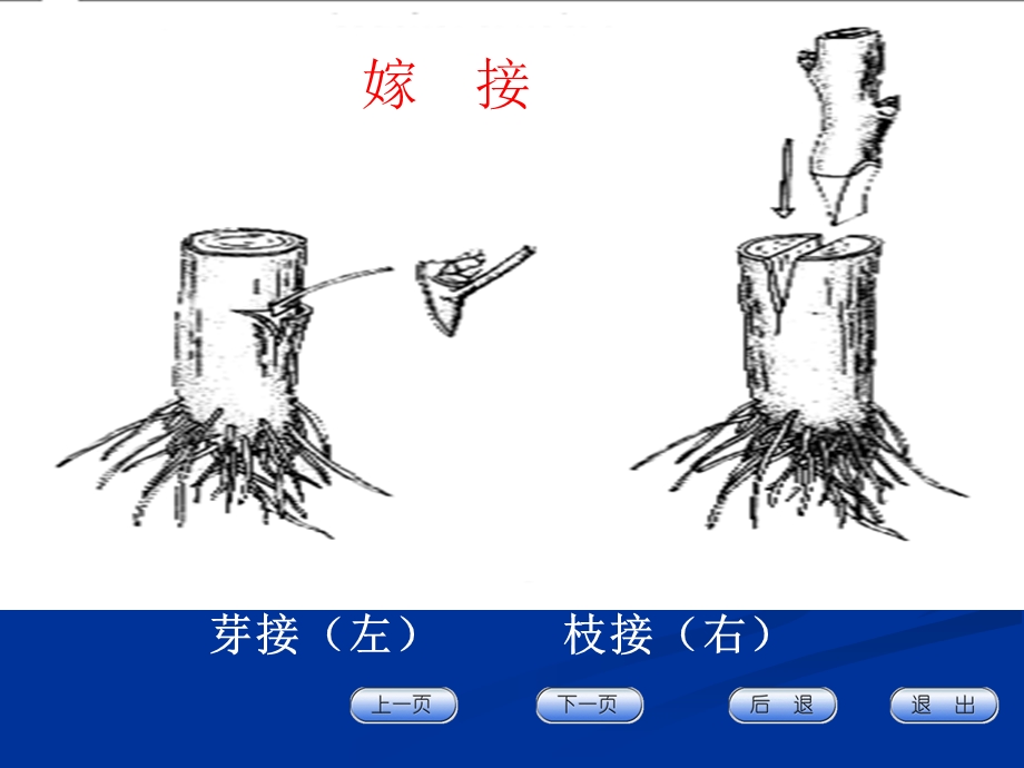 果树嫁接技术 (2)ppt课件.ppt_第3页