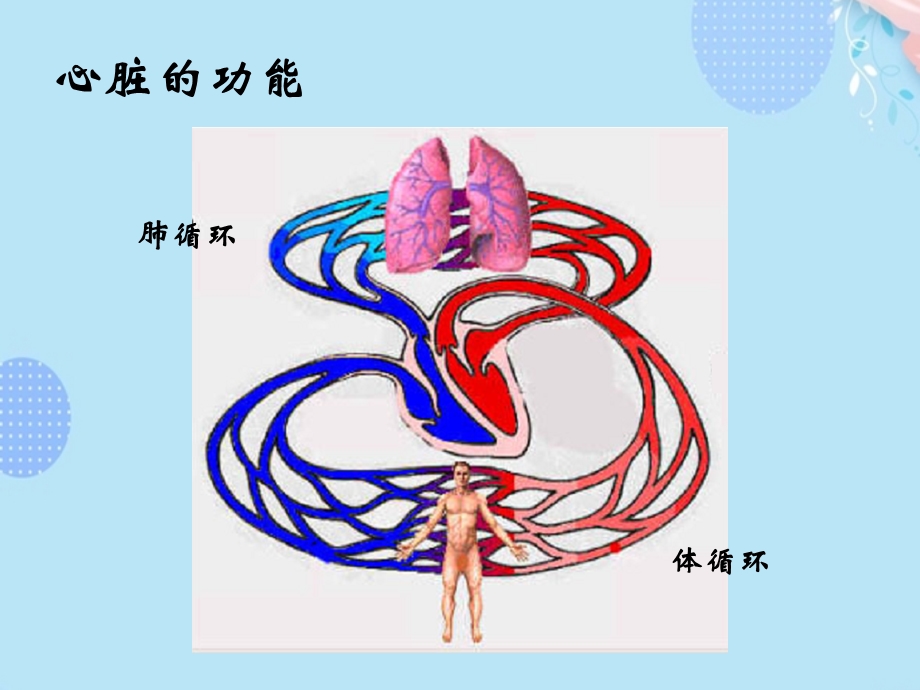 心脏解剖和生理完整版课件.ppt_第3页