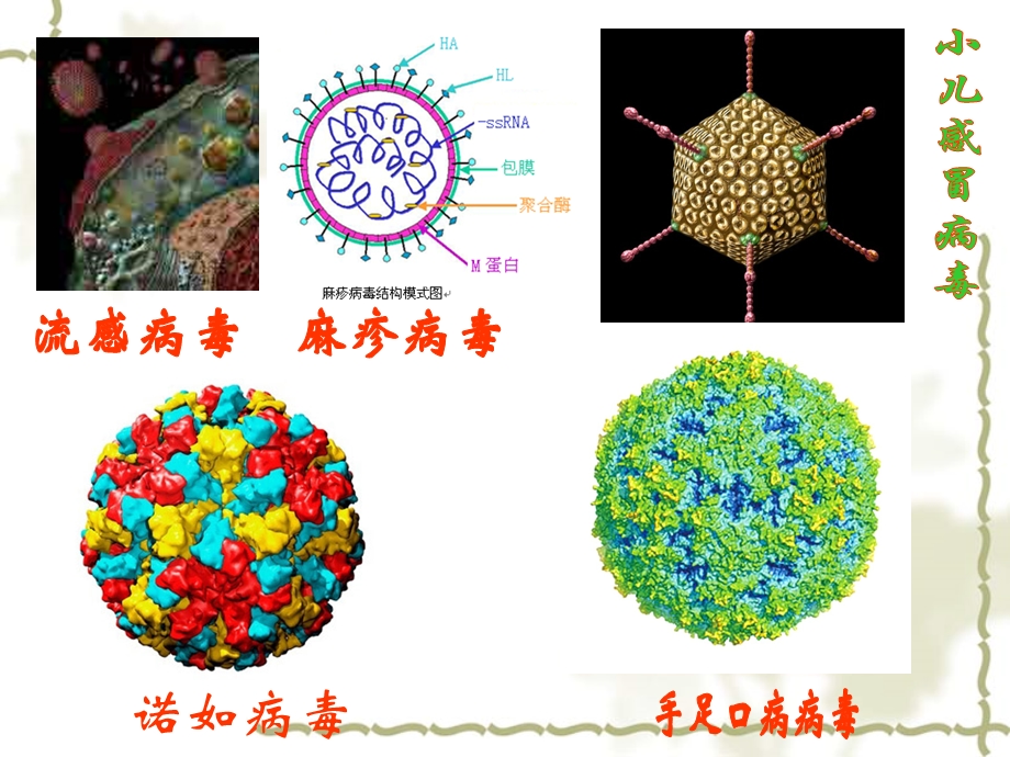 学生常见传染病及其预防课件.ppt_第3页