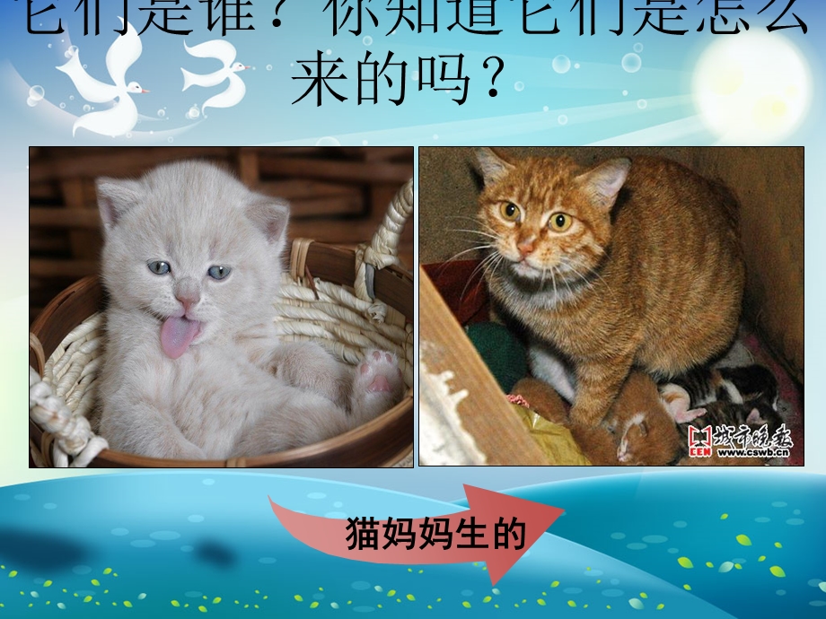 植物新生命的开始课件.ppt_第2页