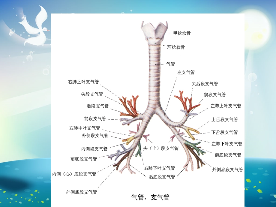 支气管扩张影像诊断ppt课件.ppt_第3页