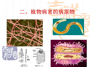 植物病害的病原物资料课件.ppt