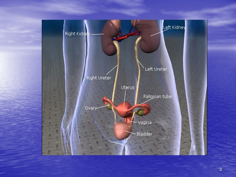 泌尿系统解剖生理课件.ppt_第3页
