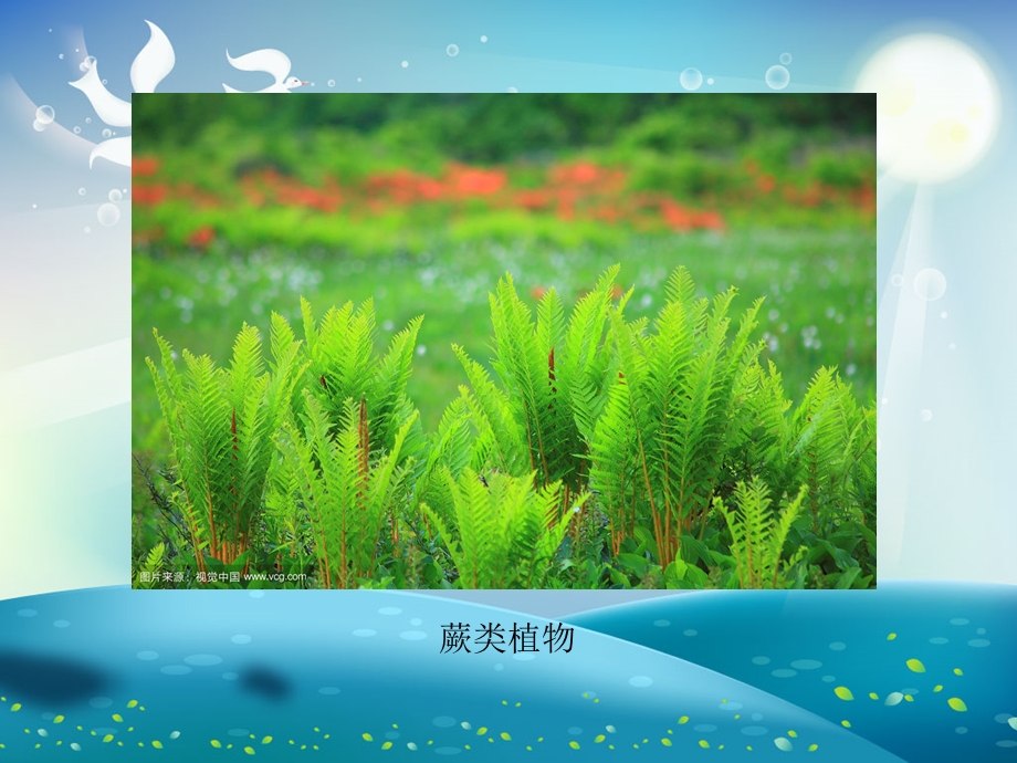 探寻植物王国ppt课件.ppt_第2页