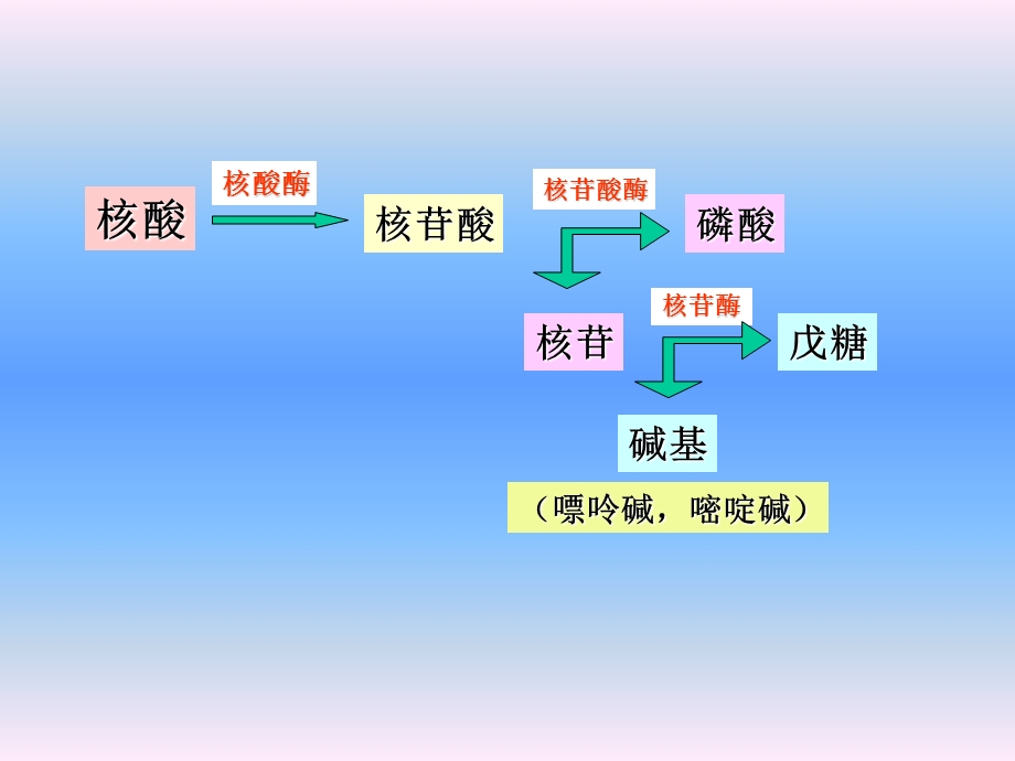 核酸降解与核苷酸代谢 课件.ppt_第3页