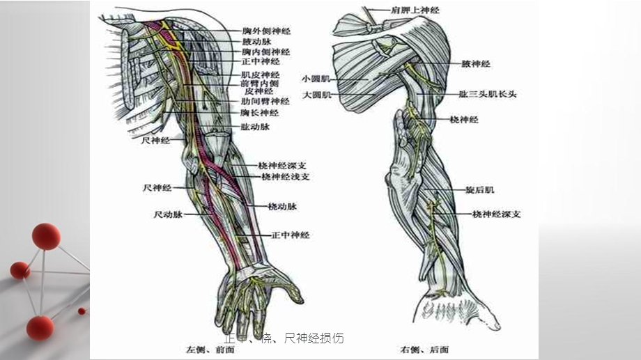 正中、桡、尺神经损伤课件.pptx_第3页