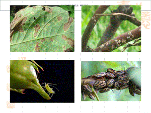 施用化学药剂防治病虫害的器械称植保机械概述课件.ppt