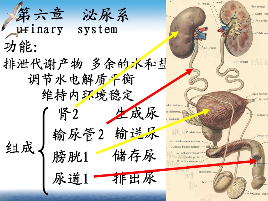 泌尿系统人体解剖学课件(模板).ppt_第3页