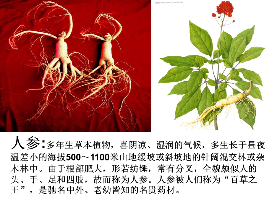 晋教版八下61东北三省辽阔富饶的黑土地课件.ppt_第2页