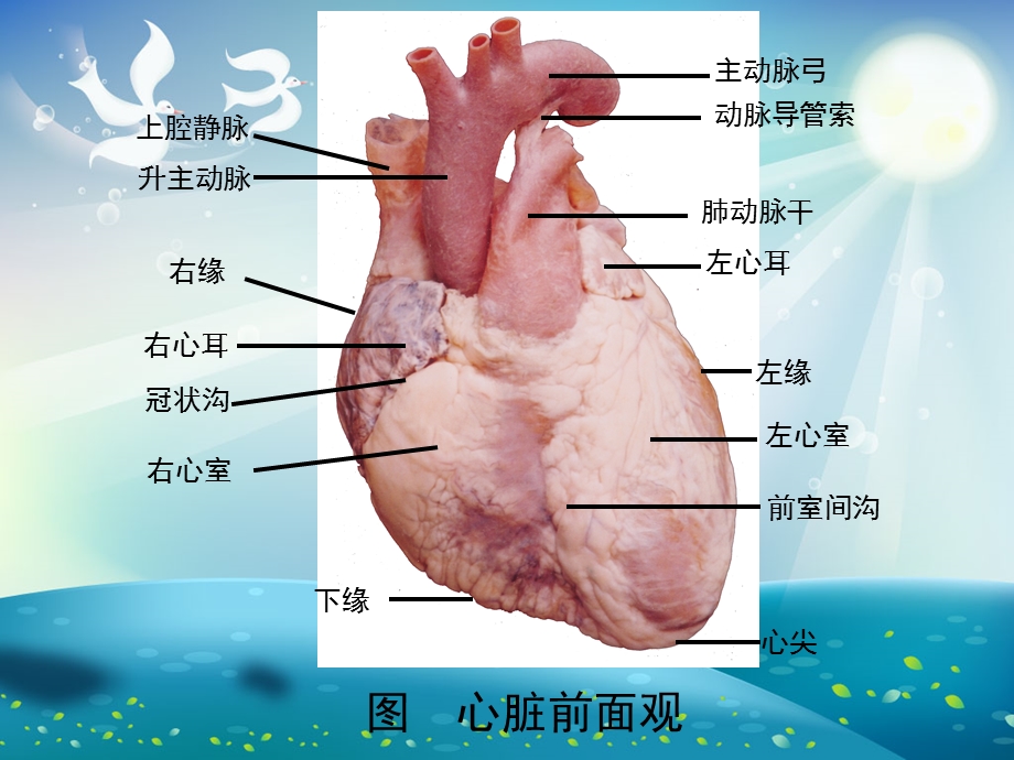 心脏解剖ppt课件.ppt_第3页