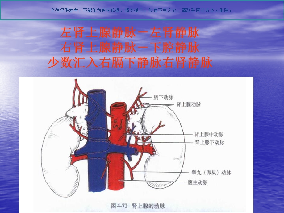 泌尿系统解剖和生理ppt课件.ppt_第3页