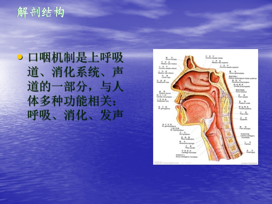 新生儿口腔和呼吸的发育PPT讲稿课件.ppt_第3页