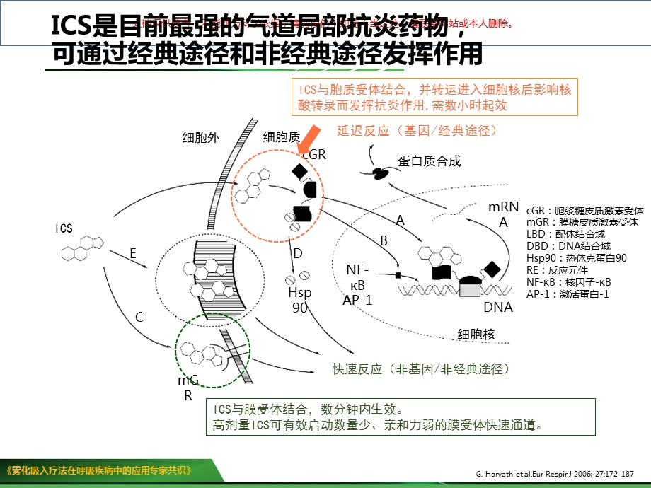 常用雾化吸入药物的药理介绍汇总ppt课件.ppt_第3页