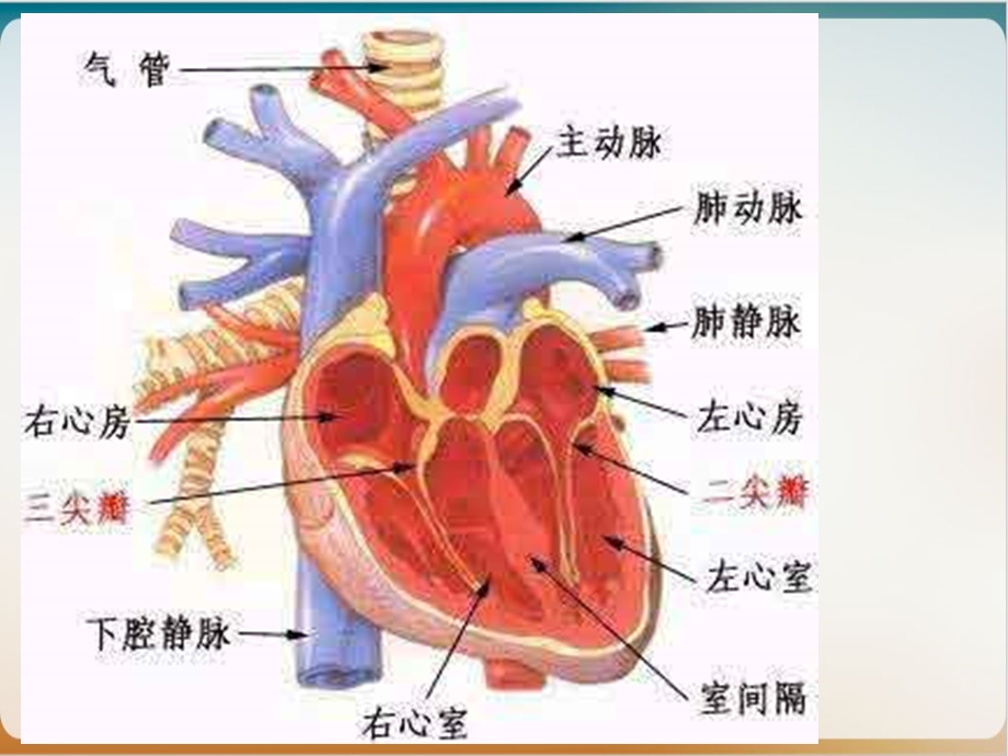 急性左心衰应急预案培训ppt课件.ppt_第3页