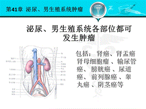 泌尿、男生殖系统肿瘤课件.ppt