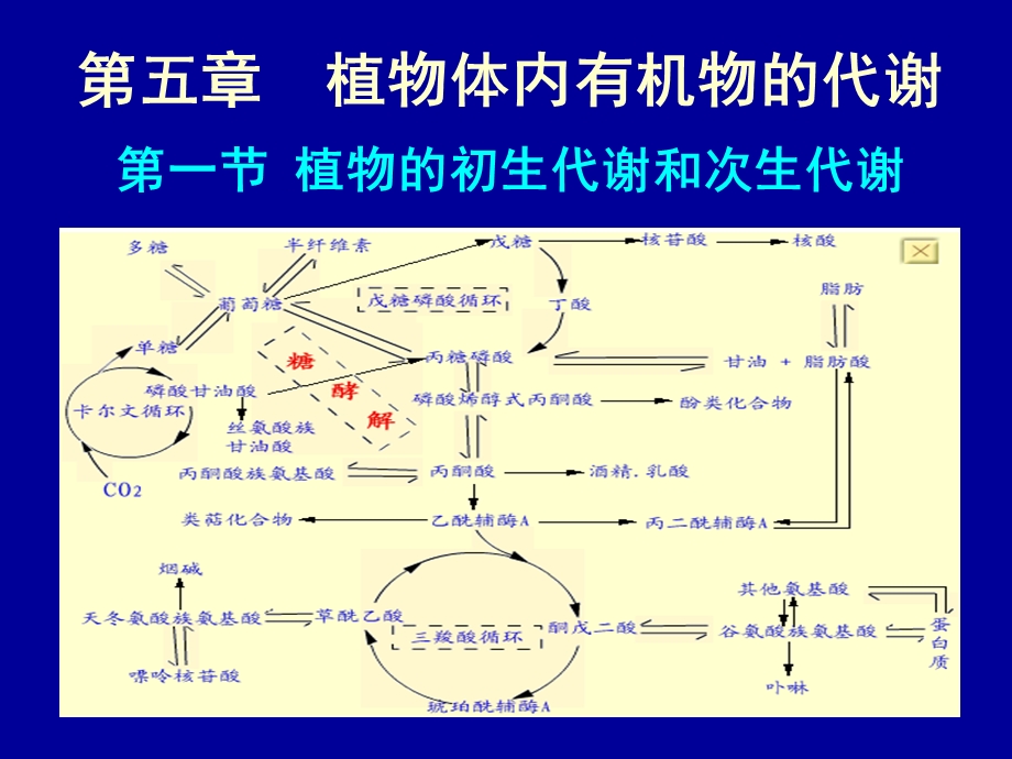 植物生理学第5章植物体内有机物的代谢课件.ppt_第1页