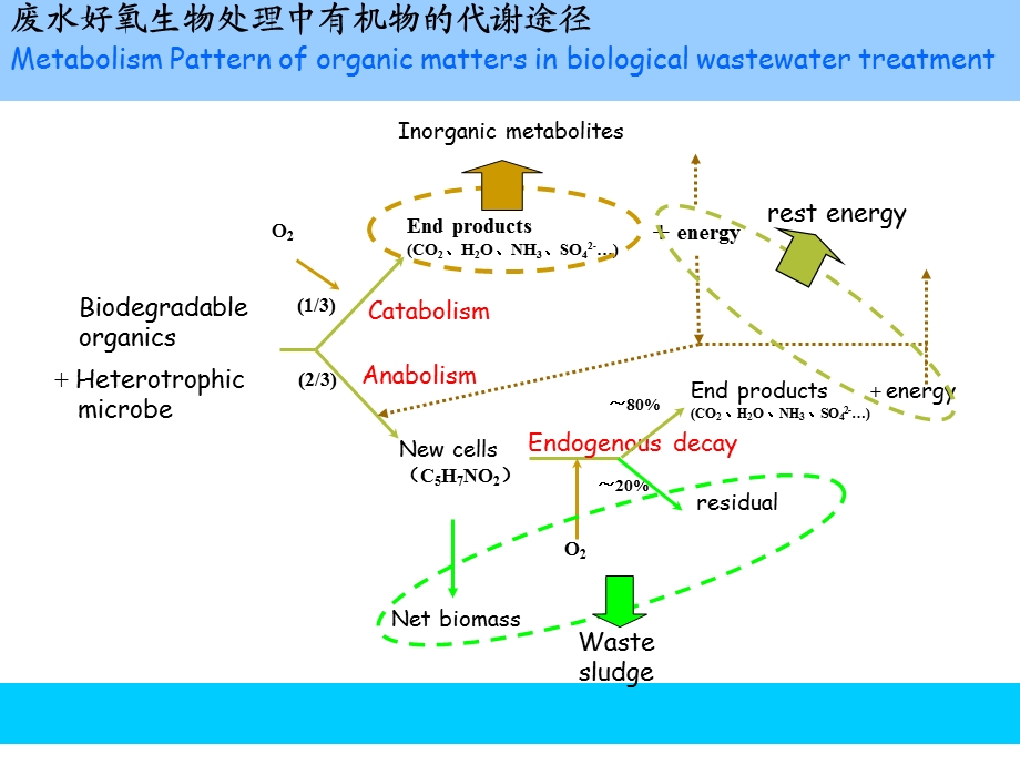水污染控制工程：第12章 活性污泥法课件.ppt_第2页
