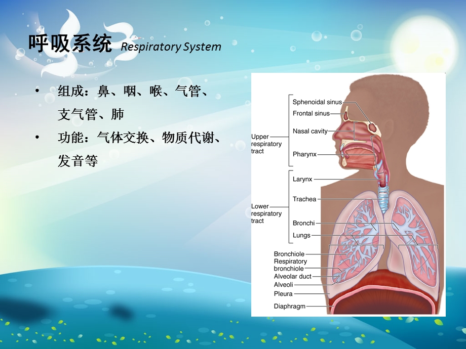 气道解剖与呼吸音听诊ppt课件.ppt_第1页