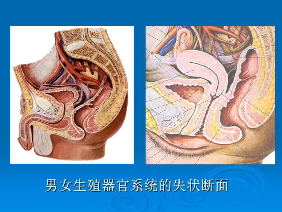 男性生殖器官的结构和功能主题讲座ppt课件.ppt_第1页