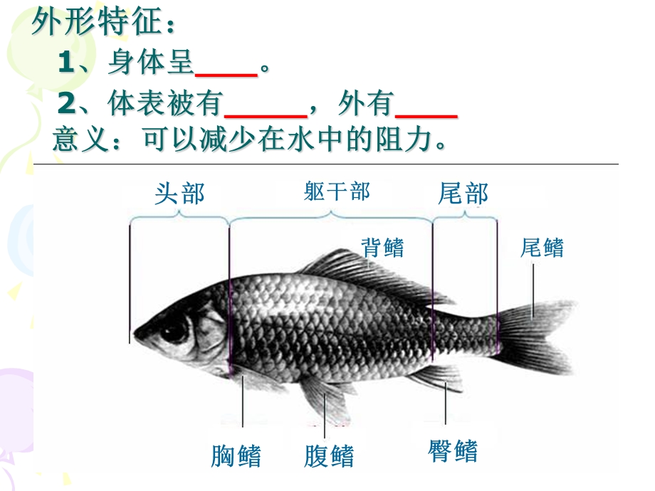 新人教版初中生物八年级上册水中生活的动物课件.pptx_第2页