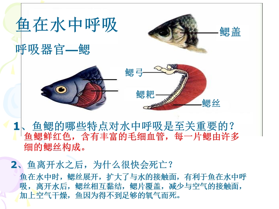 新人教版初中生物八年级上册水中生活的动物课件.pptx_第3页