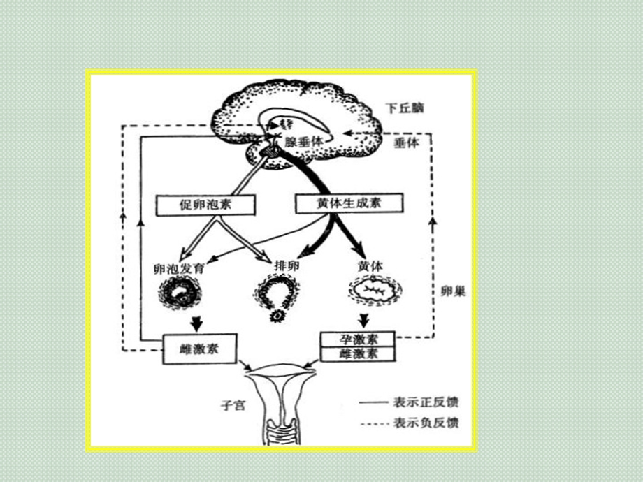 性激素六项的解读 医学ppt课件.ppt_第1页