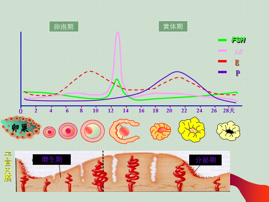 性激素六项的解读 医学ppt课件.ppt_第2页