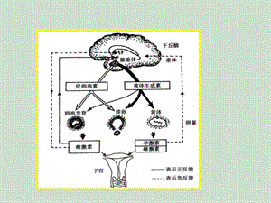 性激素六项的解读 医学ppt课件.ppt