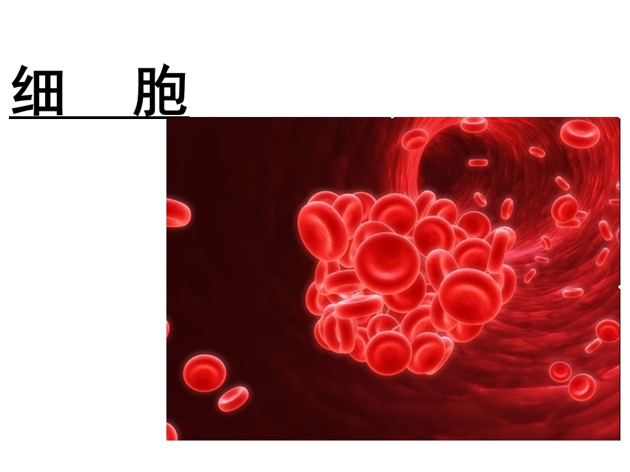 小学六年级下册科学11细胞青岛版课件.ppt_第2页