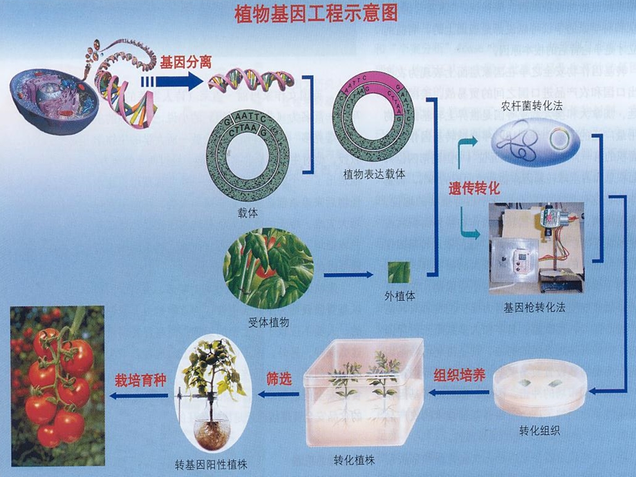 植物遗传转化方法和技术课件.ppt_第3页