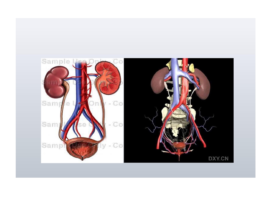 泌尿男性生殖系统其他疾病资料课件.ppt_第3页