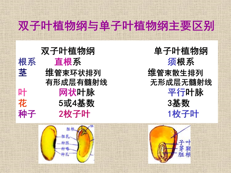 生药学蓼科小檗科主题讲座ppt课件.ppt_第1页