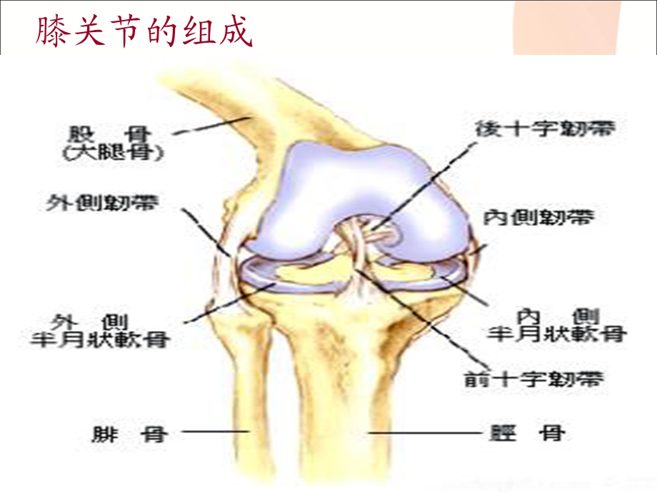 新膝关节骨性关节护理查房教学文稿课件.ppt_第3页