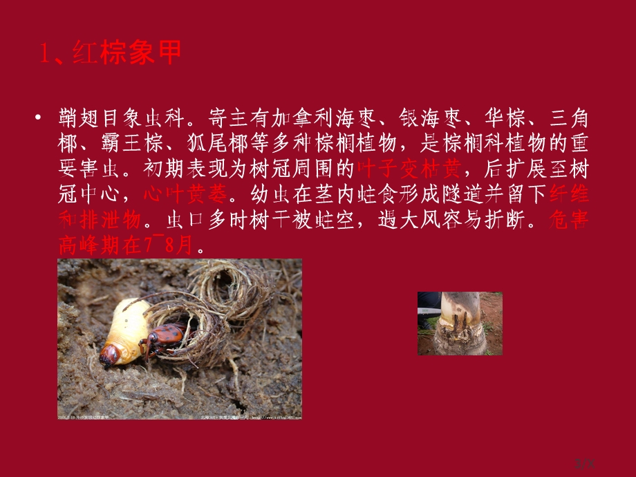 万科病虫害防治.ppt_第3页