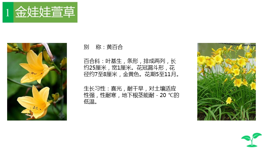 植物调查报告-武钰皓ppt课件.ppt_第2页