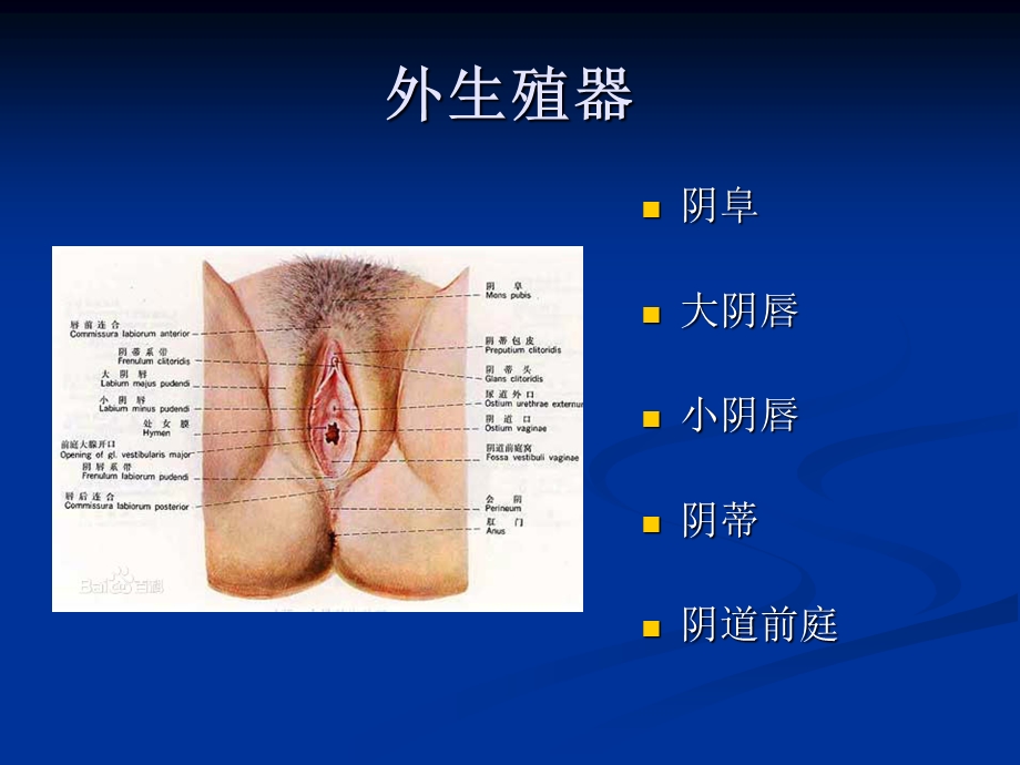 妇科炎症健康教育.ppt_第2页