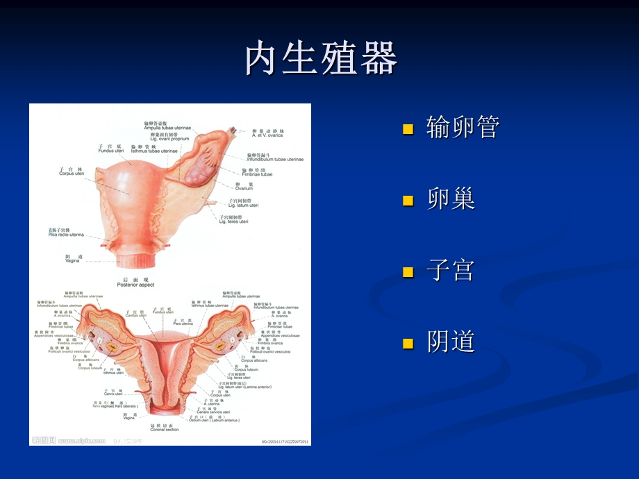 妇科炎症健康教育.ppt_第3页