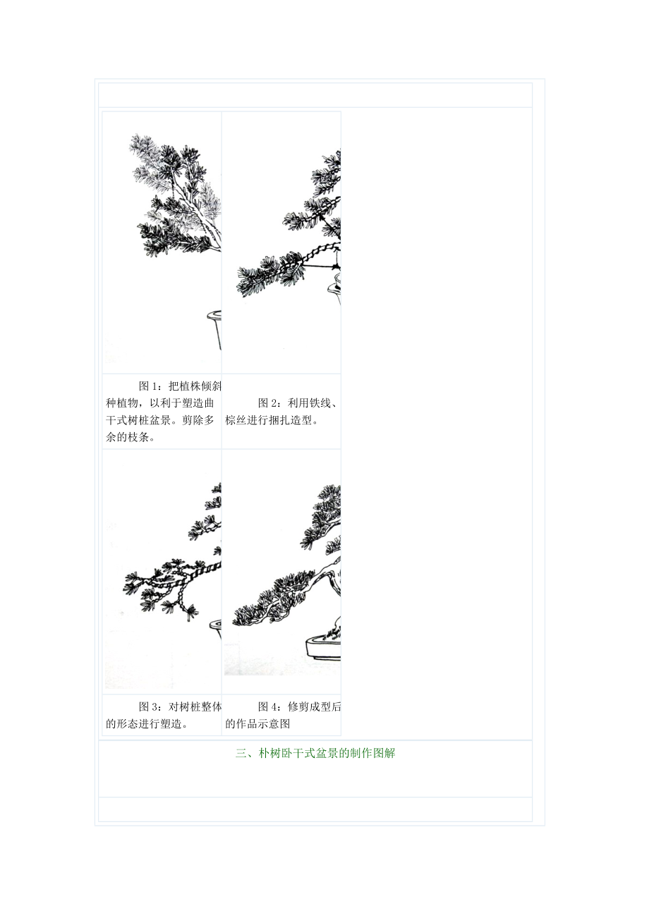 树桩盆景制作图解.doc_第2页