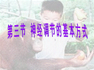 神经调节的基本方式--反射ppt课件.ppt